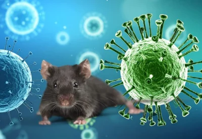 hantavirus-